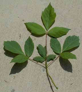 ashleaf-maple-leaves.jpg