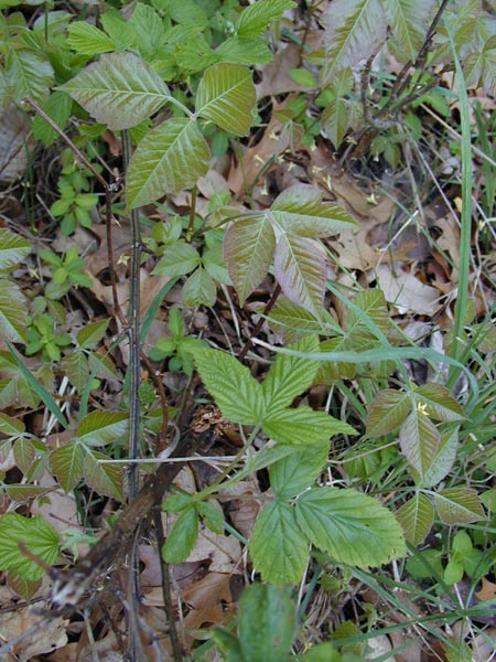 stages of poison ivy rash pictures. bad poison ivy rashes.