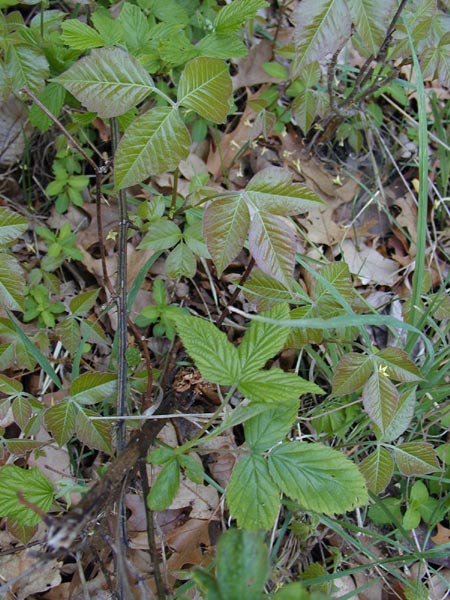 bad poison ivy rashes. The poison ivy is the waxy