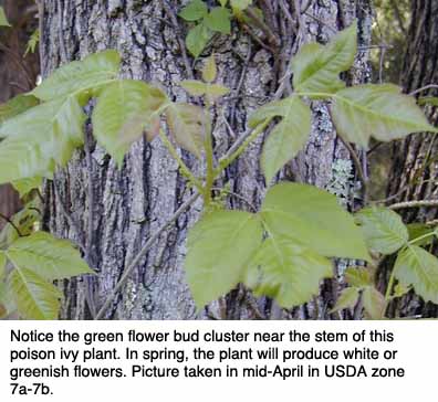 Poison Ivy on a Tree