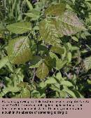 spring-pi-field-plant-z7.jpg