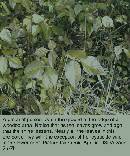 spring-pi-field-plant-z7.jpg