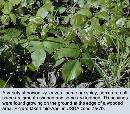spring-pi-field-plant-z7.jpg