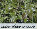 spring-pi-field-plant-z7.jpg