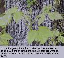 spring-pi-field-plant-z7.jpg