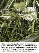 spring-pi-field-plant-z7.jpg