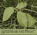 spring-pi-field-plant-z7.jpg