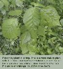 spring-pi-field-plant-z7.jpg