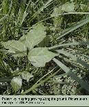 spring-pi-field-plant-z7.jpg