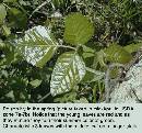 spring-pi-field-plant-z7.jpg