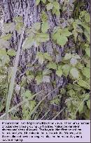 spring-pi-field-plant-z7.jpg