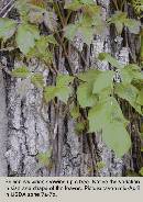 spring-pi-field-plant-z7.jpg