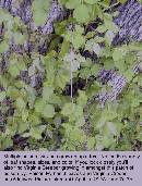 spring-pi-field-plant-z7.jpg