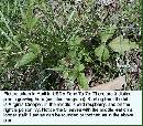 spring-pi-field-plant-z7.jpg