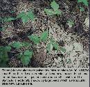 spring-pi-field-plant-z7.jpg