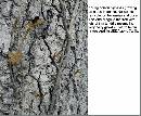 spring-pi-field-plant-z7.jpg