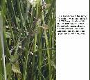spring-pi-field-plant-z7.jpg