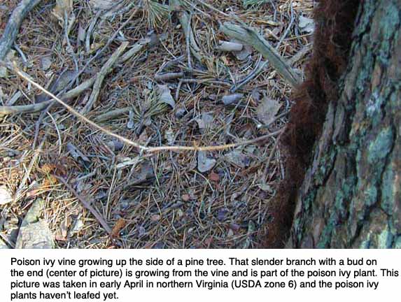poison oak vine pictures. Vine branch with leaf bud - no