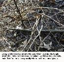 Broken-Poison-Ivy-Vine-On-Ground.jpg