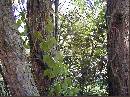 Broken-Poison-Ivy-Vine-On-Ground.jpg