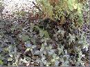 Broken-Poison-Ivy-Vine-On-Ground.jpg
