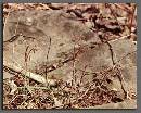 Broken-Poison-Ivy-Vine-On-Ground.jpg