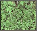 Broken-Poison-Ivy-Vine-On-Ground.jpg