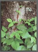 Broken-Poison-Ivy-Vine-On-Ground.jpg