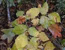 Broken-Poison-Ivy-Vine-On-Ground.jpg