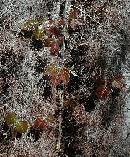 Broken-Poison-Ivy-Vine-On-Ground.jpg
