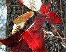 Broken-Poison-Ivy-Vine-On-Ground.jpg