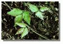 Broken-Poison-Ivy-Vine-On-Ground.jpg