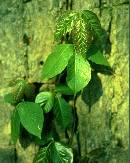 Broken-Poison-Ivy-Vine-On-Ground.jpg