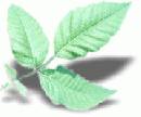 Broken-Poison-Ivy-Vine-On-Ground.jpg