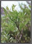 poison_sumac1.jpg