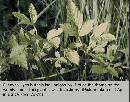 blackberry-stem.jpg