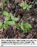 blackberry-stem.jpg