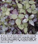 blackberry-stem.jpg