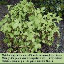 blackberry-stem.jpg