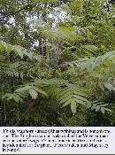 blackberry-stem.jpg