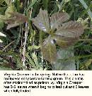 blackberry-stem.jpg