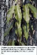 blackberry-stem.jpg