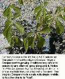 blackberry-stem.jpg