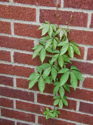 poison sumac vine. Is it poison ivy or .
