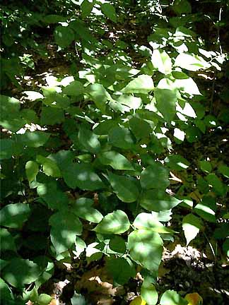 poison ivy rash on face. Question Asked: This ivy