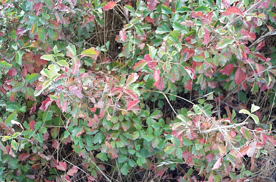 poison oak pictures. of poison oak in the fall.
