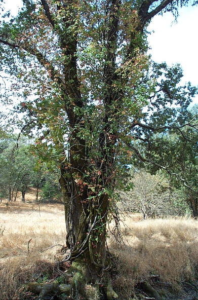 poison oak vine pictures. Poison oak as a vine but