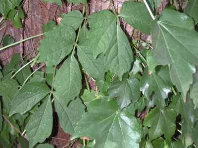 large poison ivy vine. poison ivy vine tattoo.