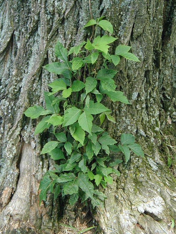 poison ivy and poison oak pictures. Someone said it was poison oak