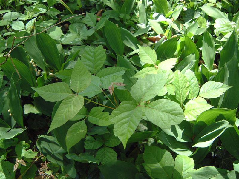 poison ivy plant images. Is it poison ivy or poisin oak